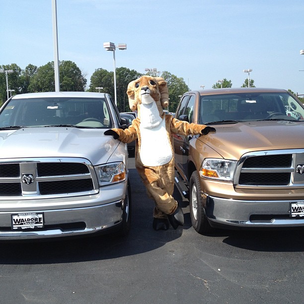 Rami the mascot with 2013 Ram 1500s
